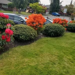 landscape outside the house